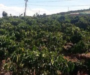 2 Cần bán 5 sào 8 đất vườn