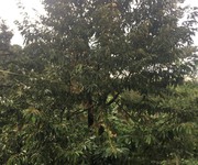 2136 Xe gia đình còn mới đến 99%