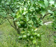 3541 Xe gia đình còn mới đến 99%