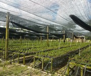Chính chủ cần bán đất long an 1000m2 10 tỷ