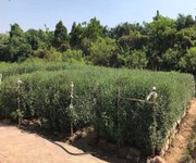 2 Bán đất vườn đào phú thượng, tây hồ, hà nội 2 Bán đất vườn đào phú thượng, tây hồ, hà nội