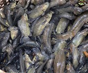 2 Sỉ lẻ rau củ quả phú quốc, thuê xe máy, xe oto 4c - 7c