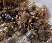 Sỉ lẻ rau củ quả phú quốc, thuê xe máy, xe oto 4c - 7c