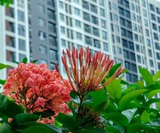 4 Shophouse picity ưu đãi cực lớn