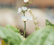 1 Eco Central Park- Siêu phẩm biệt thự song lập cạnh công viên