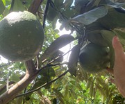 3 Vườn Trái Cây Mát Mẻ