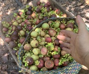 4 Vườn Trái Cây Mát Mẻ