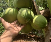 5 Vườn Trái Cây Mát Mẻ