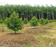 Bán gấp 1290m2 đất Bình Dương đang trồng Sầu Riêng để trả nợ - 390 triệu buông sổ.