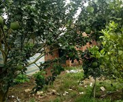 Cần bán vườn trái cây đang cho thu hoạch trái 1000m2 giá 500 triệu