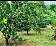 2 Chú gửi bán đất vườn 5 sào giá 380 triệu 2 Chú gửi bán đất vườn 5 sào giá 380 triệu