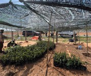 3 Vỡ nợ cần đi gấp 5 sào đất sát biển 3 Vỡ nợ cần đi gấp 5 sào đất sát biển