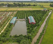 3 Chính chủ cần bán gấp trang trại lợn tại nông cống, thanh hoá 3 Chính chủ cần bán gấp trang trại lợn tại nông cống, thanh hoá