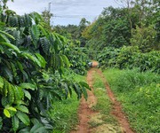 1,7ha - 160 sầu riêng đang thu xen cafe thu mạnh - hoàng trang bđs - đất ngộp đắk nông