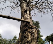 1051 Cho Thuê Văn phòng / Kinh doanh