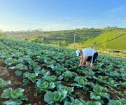 1 Bán đất Bảo Lộc giá rẻ, nằm ngay điểm xuống cao tốc Dầu Giây   Liên Khương