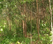 4 Bán đất rẫy tặng cây đất thuộc xã Kon Gang, huyện Đak Đoa, tỉnh Gia Lai 4ha giá chỉ 550 triệu