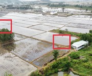Bán 1 sào đất lúa Phủ Hồng, Tân Hưng, giá ngộp 900k/m2