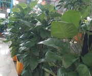 Bán nhà đẹp, mới xây, GIÁ RẺ, tại thôn Phước Lộc, xã Phước Đồng, Nha - 16