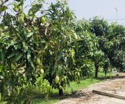Bán vườn trái cây có15m mt tl44b, 818m2 có 100tc, đất cao ráo bằng đường, giá tốt chỉ 5ty