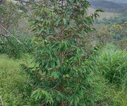 2 Nhà đất đẹp giá tốt chính chủ bán nhà đất tại thôn nam hà, xã nam n đir, huyện krông nô 2 Nhà đất đẹp giá tốt chính chủ bán nhà đất tại thôn nam hà, xã nam n đir, huyện krông nô