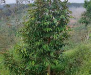 3 Nhà đất đẹp giá tốt chính chủ bán nhà đất tại thôn nam hà, xã nam n đir, huyện krông nô 3 Nhà đất đẹp giá tốt chính chủ bán nhà đất tại thôn nam hà, xã nam n đir, huyện krông nô