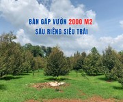Chính chủ bán gấp vườn sầu riêng 2000m2
