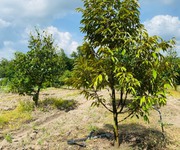 Bán vườn sầu riêng trên đất hơn 500m2 ở Bình Phước giá ngộp chỉ 285 triệu