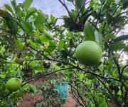 Bán đất vườn có sẵn cây ăn trái tại chơn thành bình phước
