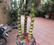 1 Cho thuê phòng trọ giá rẻ 1 Cho thuê phòng trọ giá rẻ