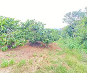 1 1ha đất thiện chí, ninh gia đức trọng, Lâm Đồng