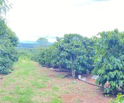 4 1ha đất thiện chí, ninh gia đức trọng, Lâm Đồng