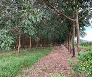 2 Bán gấp 2 mẫu 3 đất cao su Bình Thuận điện nước đầy đủ đang thu hoạch 20-25 triệu tháng