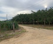 4 Bán gấp 2 mẫu 3 đất cao su Bình Thuận điện nước đầy đủ đang thu hoạch 20-25 triệu tháng