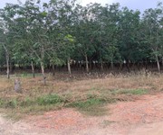 6 Bán gấp 2 mẫu 3 đất cao su Bình Thuận điện nước đầy đủ đang thu hoạch 20-25 triệu tháng
