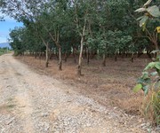 7 Bán gấp 2 mẫu 3 đất cao su Bình Thuận điện nước đầy đủ đang thu hoạch 20-25 triệu tháng