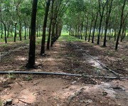 8 Bán gấp 2 mẫu 3 đất cao su Bình Thuận điện nước đầy đủ đang thu hoạch 20-25 triệu tháng