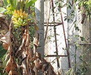 1 Bán đất vườn 750tr diện tích 2500m2 1 Bán đất vườn 750tr diện tích 2500m2