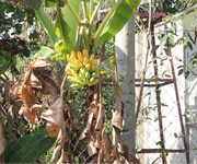 2 Bán đất vườn 750tr diện tích 2500m2 2 Bán đất vườn 750tr diện tích 2500m2