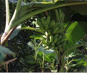 4 Bán đất vườn 750tr diện tích 2500m2 4 Bán đất vườn 750tr diện tích 2500m2