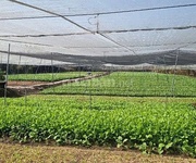 1 Chính chủ bán đất đất trồng cây lâu năm đường bờ kênh, ngay trại nấm, ấp tân lập, xã tân thới nhì,