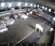 3 Chính chủ cần bán trang trại đày đủ pháp lý