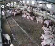 4 Chính chủ cần bán trang trại đày đủ pháp lý