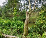 1 Bán nhanh đất đẹp chính chủ- vị trí đẹp 1200m2 -quang tiến, hòa bình 1 Bán nhanh đất đẹp chính chủ- vị trí đẹp 1200m2 -quang tiến, hòa bình