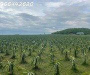 Bán vườn thanh long ruột đỏ, khu vực đá quý xã hồng liêm, huyện hàm thuận bắc, bình thuận, giá đầu