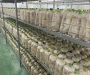 Cơ hội đầu tư siêu hấp dẫn   sang nhượng trang trại nấm công nghệ cao tại củ chi