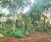 Cơ hội đầu tư   1.3ha giá chỉ 650 triệu/sào  cuôr đăng giáp hòa thuận-buôn mathuột - đăk lăk