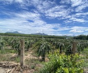 Bán 4 hecta đất ngộp tân bình, thị xã lagi tặng vườn thanh long