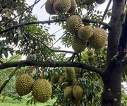 Vườn sầu riêng thu nhập 300 triệu/năm, sổ hồng thổ cư, phong điền