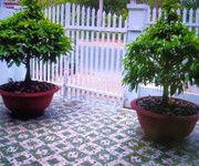 Bán nhà mặt phố đường tôn đức thắng sa đéc- lá phổi xanh ngay lòng thành phố ngàn hoa.